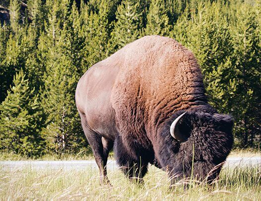 Bison Eating Grass