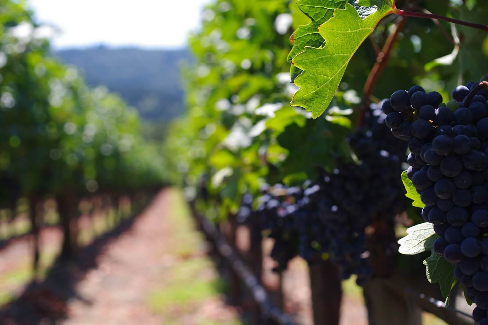 Black Color Grapes