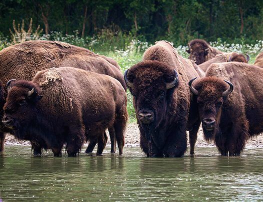 Group Of Bison