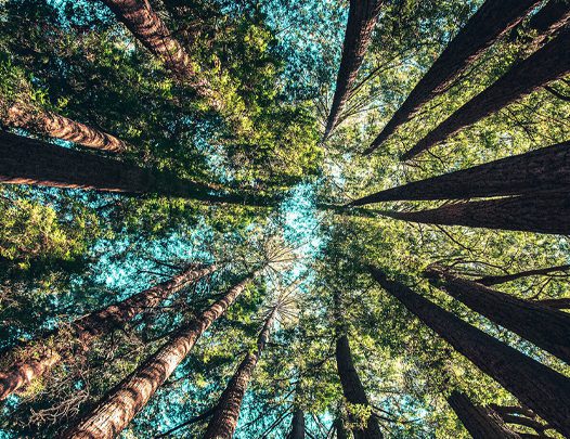 Trees in a forest