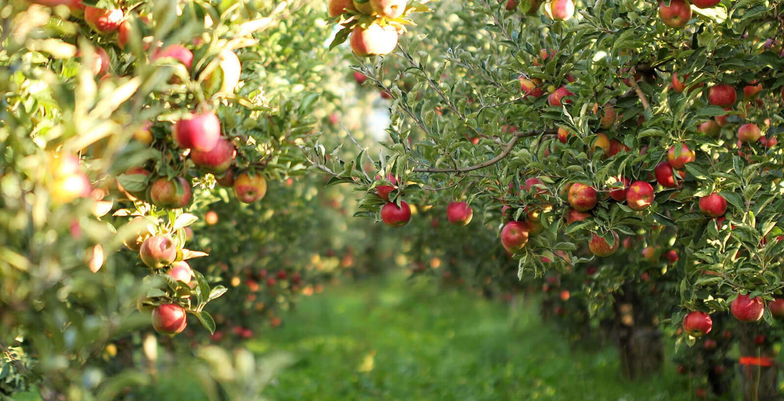 Red Apple Tress