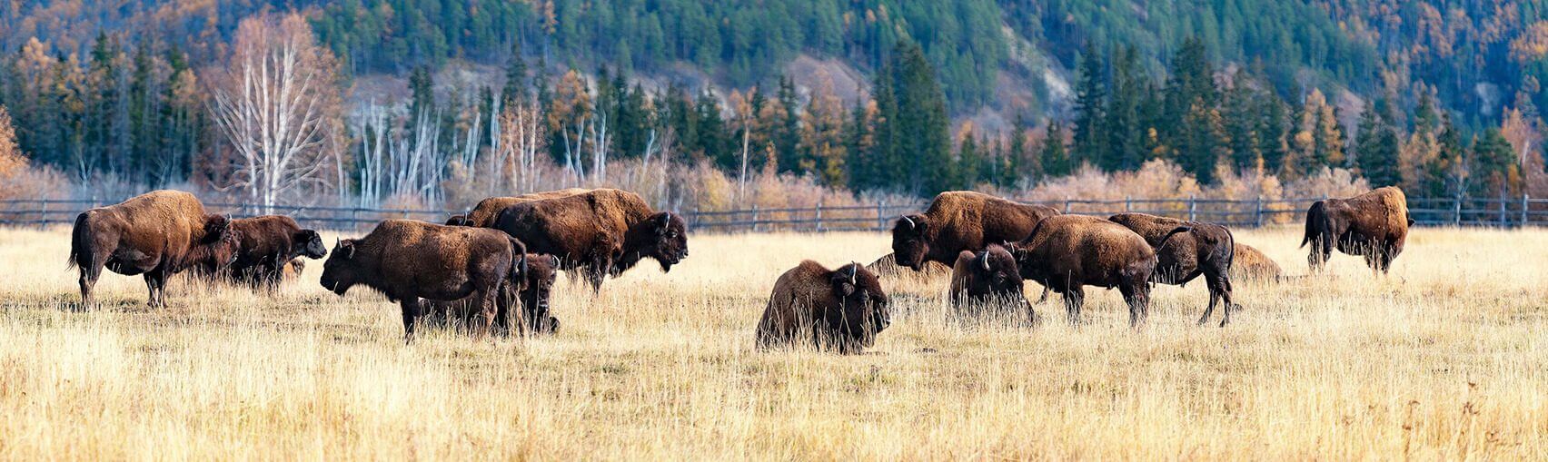 Scottish Highland Cattle And American Plains Bison