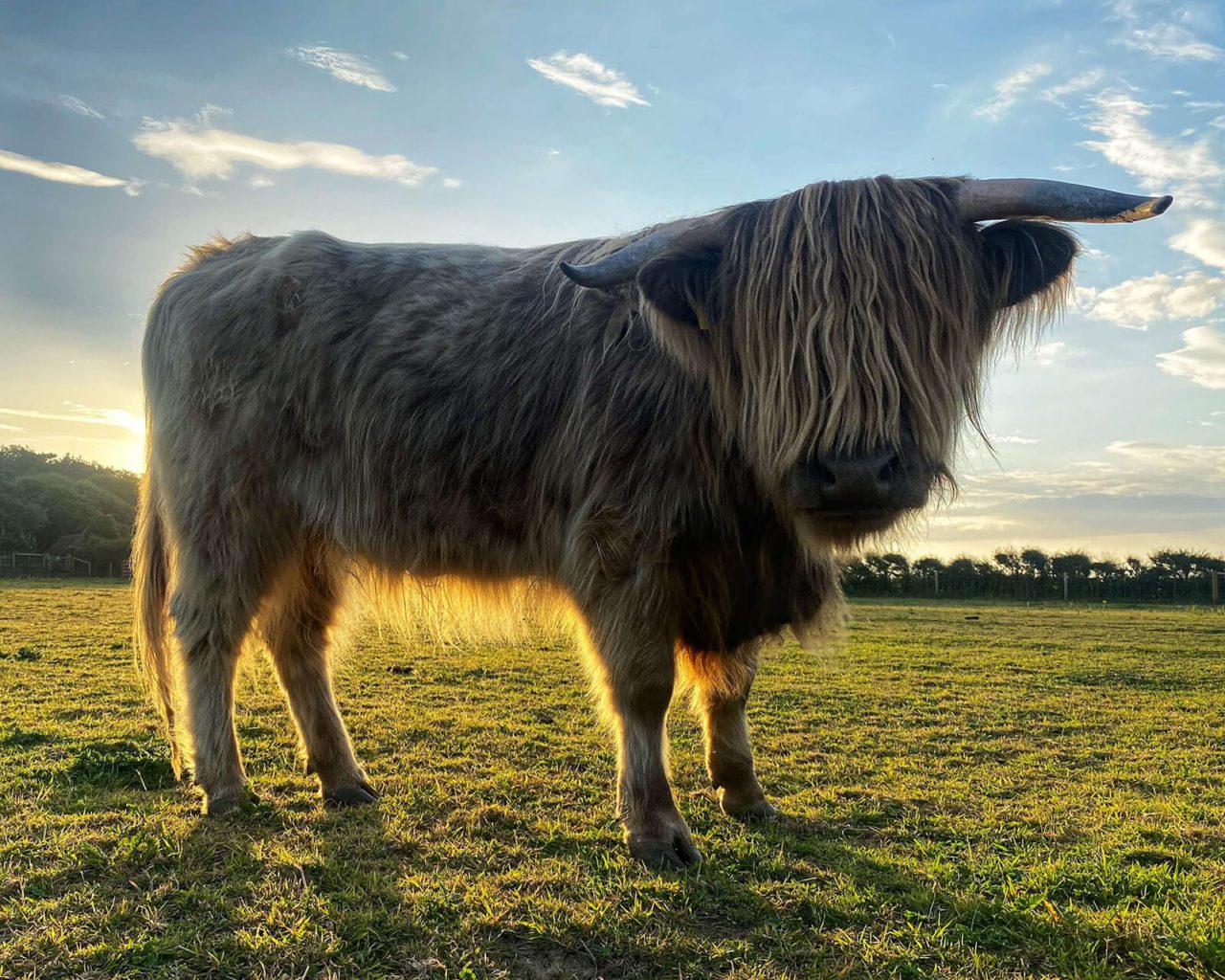 Scottish Highland Cattle Alberton Orchards