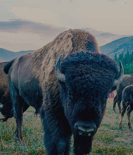 A herd of bison by the river