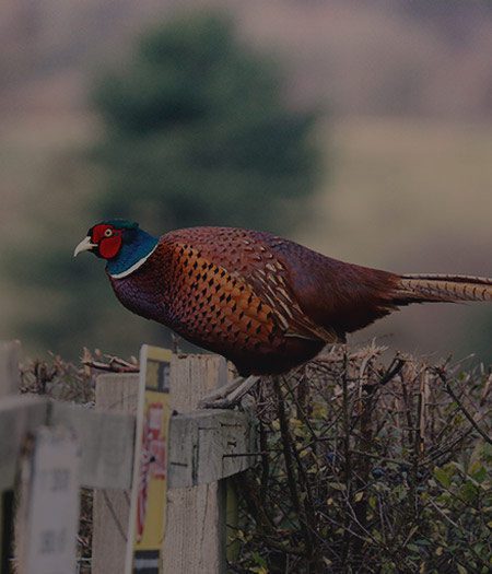  A ringneck pheasant sitting on a ranch fence