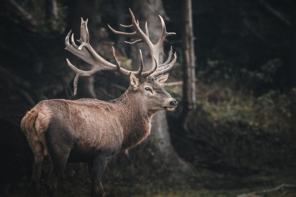 A brown deer near trees