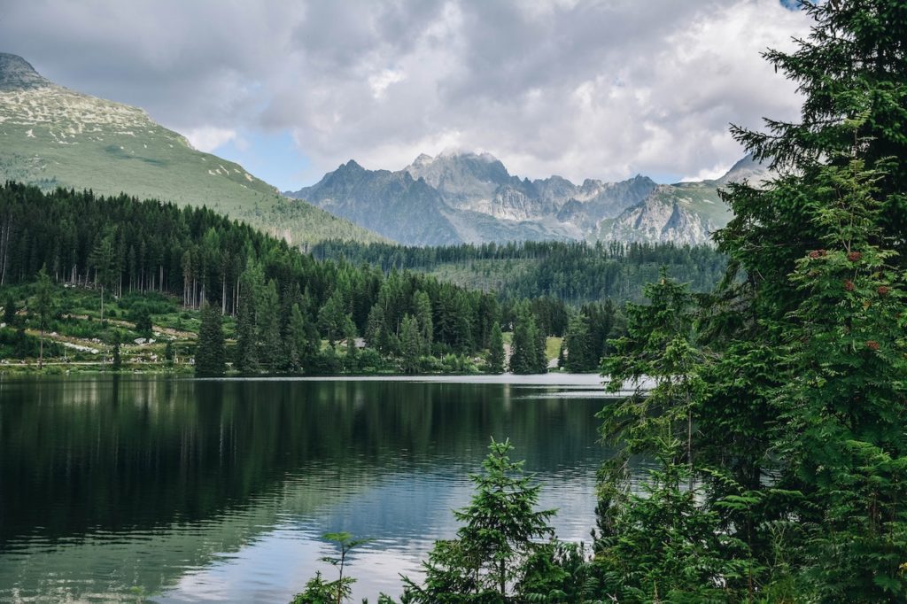 Green trees near a calm body of water