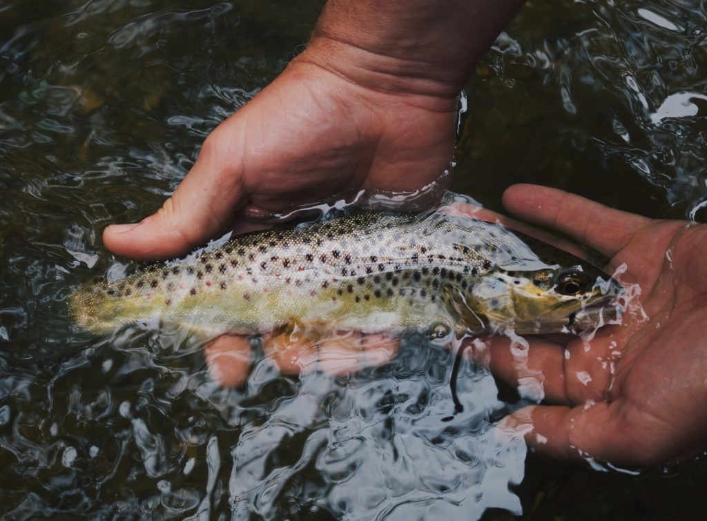 A man holding a brown trout fish in water
