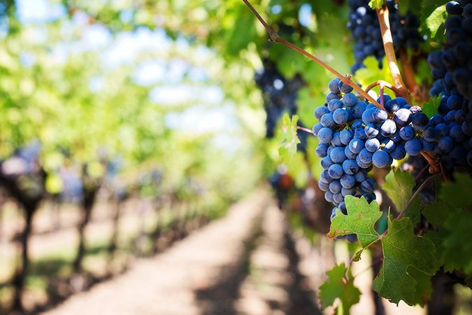 A vineyard with Concord grapes