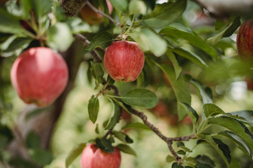 Red apples growing on a tree