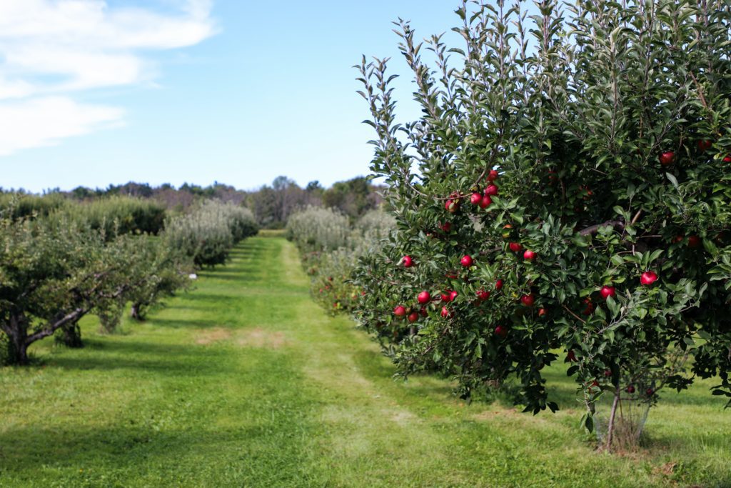 Rows of apple trees in an orchard