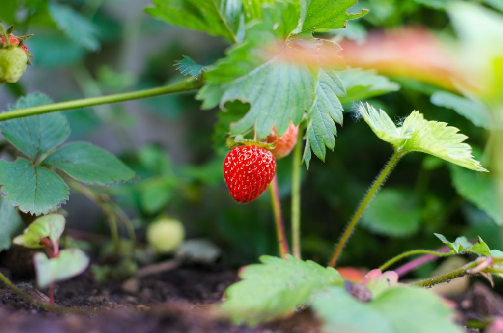 Strawberry runners in soil