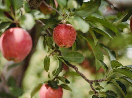 Red apples growing on a tree in an orchard