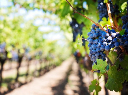 Grape vines in a vineyard