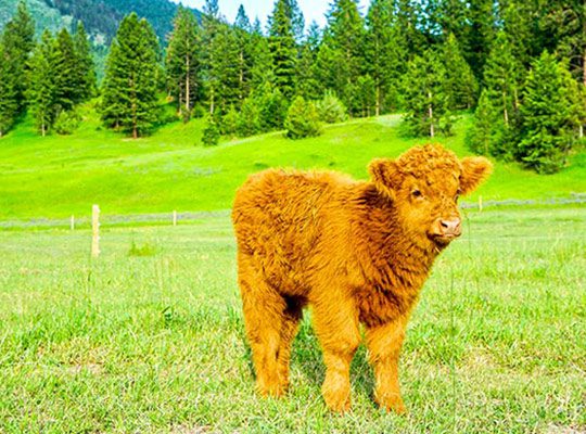 A Scottish Highland calf on a ranch