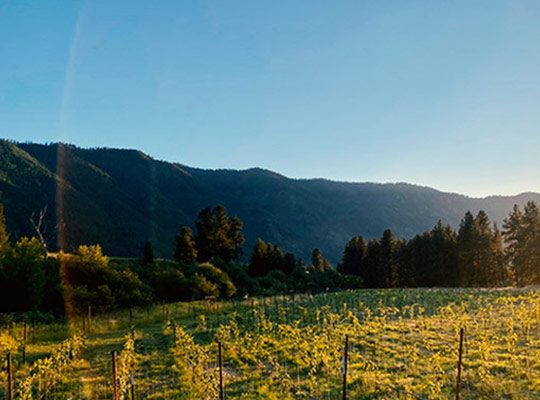 A vineyard with a mountain background