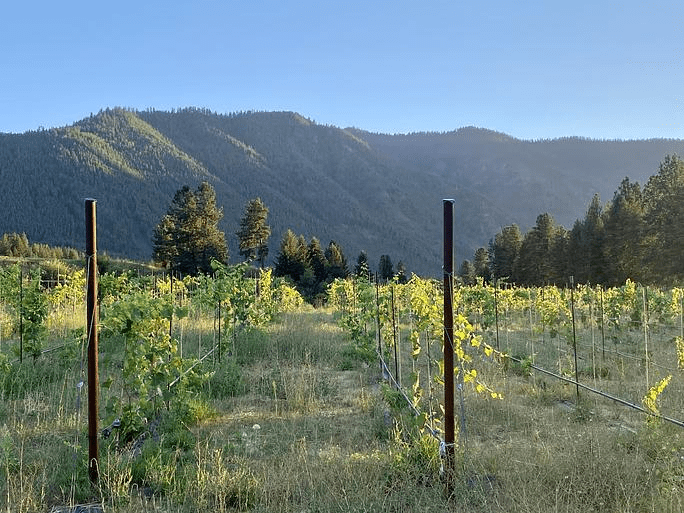 Alberton Orchard’s vineyard