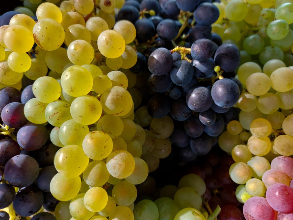 Green, red, and purple grapes