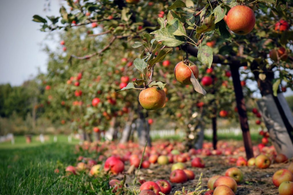 An apple orchard