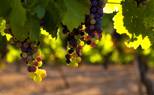 Red and green grapes growing on a vine