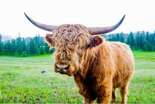 A Scottish Highland cow