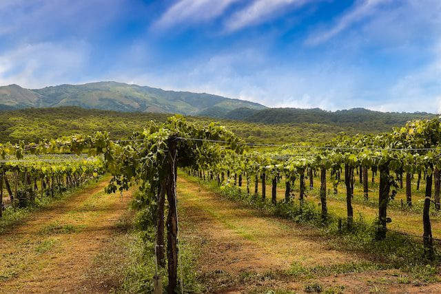 A vineyard