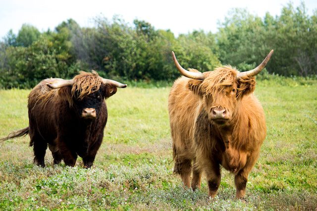 Scottish Highland cattle