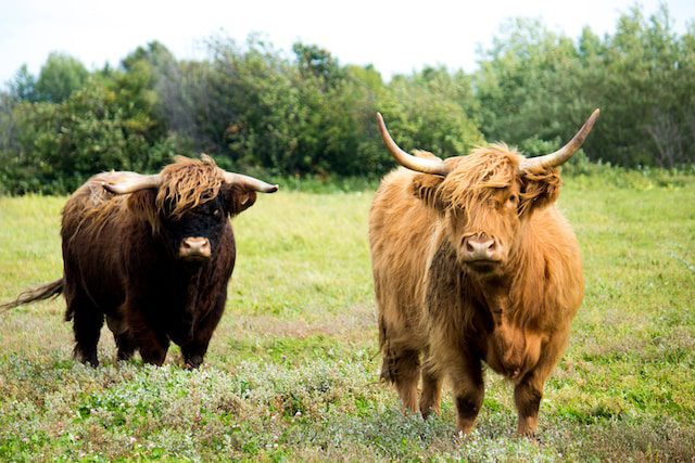 Scottish Highland cattle