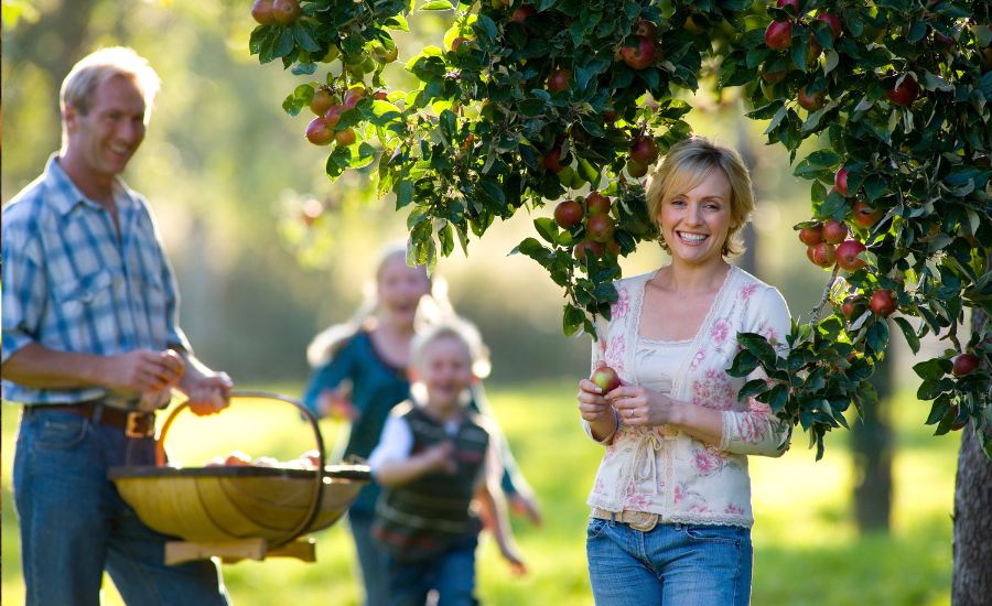 What Guests Can Harvest at Alberton Orchards