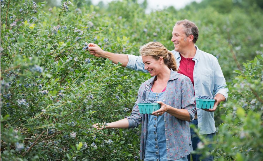 What Guests Can Harvest at Alberton Orchards